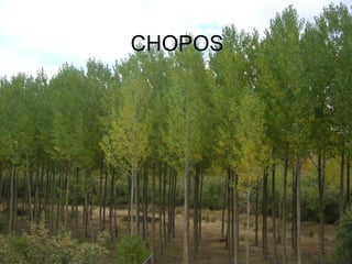 CHOPOS
 