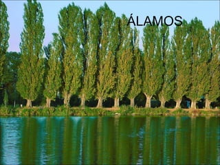 ÁLAMOS
 