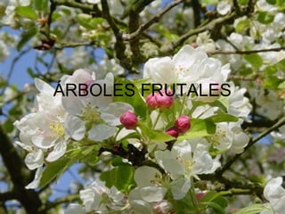 ÁRBOLES FRUTALES
 