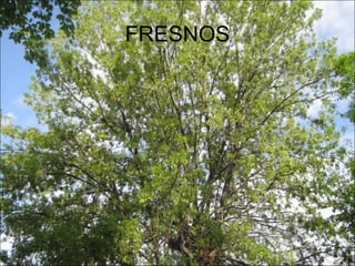 FRESNOS
 
