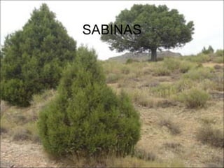 SABINAS
 