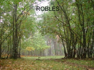 ROBLES
 