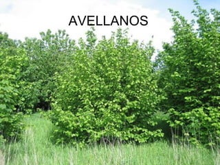 AVELLANOS
 