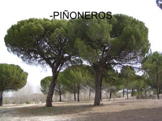 -PIÑONEROS
 