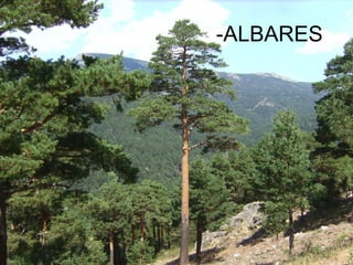 -ALBARES
 