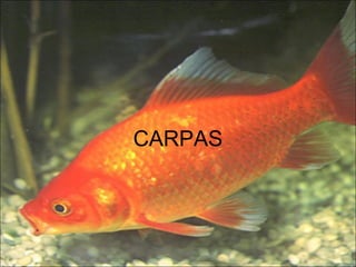 CARPAS
 