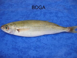 BOGA
 