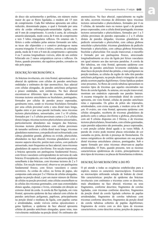 Farmacopeia Brasileira, 5ª edição
aa649
do disco são actinomorfas e perfeitas, em número muito
maior do que as ﬂores liguladas, e medem até 15 mm
de comprimento. Cada ﬂor tubulosa apresenta um cálice
reduzido, denominado papus, o qual é formado por uma
série de cerdas esbranquiçado-amareladas rígidas, com
até 8 mm de comprimento. A corola é curta, de coloração
amarelo-alaranjada, mede cerca de 8 mm de comprimento
e tem 5 lobos triangulares reﬂexos. Os estames são 5,
férteis e estão soldados pelas anteras formando um tubo;
as tecas são elipsoidais e o conetivo prolonga-se numa
escama triangular. O ovário é ínfero, estreito, de coloração
parda, mede de 4 mm a 8 mm de comprimento e apresenta
4 ou 5 arestas longitudinais visíveis, além de um estilete
bifurcado em 2 ramos estigmáticos curvos e reﬂexos. Os
frutos, quando presentes, são aquênios pardos, coroados ou
não pelo papus.
DESCRIÇÃO MICROSCÓPICA
As brácteas involucrais, em vista frontal, apresentam a face
abaxial da epiderme com células de paredes anticlinais
onduladas e estômatos do tipo anomocítico; face adaxial
com células alongadas, de paredes anticlinais poligonais
a pouco onduladas, sem estômatos. Na face abaxial
encontram-se diferentes tipos de tricomas: abundantes
tricomas tectores unicelulares ou bicelulares, pontiagudos,
formados por células de paredes pouco espessadas,
geralmente retos, sendo os tricomas bicelulares formados
por uma célula proximal curta e uma distal mais longa,
ligadas entre si por uma parede inclinada; raros tricomas
tectores pluricelulares, unisseriados, com 3 a 10 células,
formados por 1 a 3 células proximais curtas e 2 a 4 células
distais longas; tricomas tectores pluricelulares unisseriados,
particularmente abundantes nas margens das brácteas;
tricomas tectores pluricelulares com células proximais
de tamanho uniforme e célula distal mais longa; tricomas
glandularesnumerosos,compedicelounioubisseriado,com
cabeça glandular grande, globosa ou ovóide, pluricelular,
abundantes na face abaxial; tricomas glandulares com o
mesmo aspecto descrito, porém mais curtos, com pedicelo
unisseriado, mais frequentes na face adaxial; raros tricomas
glandulares de aspecto claviforme. Em secção transversal,
a bráctea apresenta um parênquima fundamental frouxo,
com feixes vasculares correspondentes às nervuras de cada
bráctea. O receptáculo, em vista frontal, apresenta epiderme
semelhante à das brácteas, com tricomas tectores de 2 a 5
células. Em secção transversal, observa-se um parênquima
fundamental frouxo, com feixes vasculares e canais
secretores. As cerdas do cálice, na forma de papus, são
compostas cada uma por 2 a 3 ﬁleiras de células alongadas,
agudas na porção distal, e por um maior número de ﬁleiras
de células na porção proximal; estas células assemelham-se
às células dos tricomas geminados, com suas extremidades
distais agudas, expostas e livres, orientadas em direção ao
extremo distal da cerda. A corola da ﬂor ligulada, em vista
frontal, apresenta epiderme da face adaxial com células de
paredes anticlinais poligonais, papilosas, principalmente
na porção distal e mediana da lígula, com papilas curtas
e arredondadas, sendo visíveis estrias epicuticulares e
gotas lipídicas; a epiderme da face abaxial apresenta
células de paredes anticlinais alongadas, quase retas, mas
visivelmente onduladas na porção distal. Os estômatos são
anomocíticos. Na face abaxial, especialmente na região
do tubo, ocorrem tricomas de diferentes tipos: tricomas
tectores unisseriados e pluricelulares, formados por 4 ou
5 células, de tamanho mais ou menos igual e de paredes
pouco espessadas, com a célula distal pontiaguda; tricomas
tectores unisseriados e pluricelulares, formados por 1 a 3
células proximais de paredes espessadas e 2 a 4 células
distais de paredes delgadas; tricomas glandulares de
pedicelo unisseriado e pluricelular, com cabeça globosa
unicelular a pluricelular; tricomas glandulares de pedicelo
bisseriado e pluricelular, com cabeça globosa bisseriada,
bicelular a pluricelular. Em secção transversal, o mesoﬁlo
é formado por um parênquima frouxo, atravessado
longitudinalmente ao eixo da lígula por feixes vasculares
em igual número aos das nervuras paralelas. A corola da
ﬂor tubulosa, em vista frontal, apresenta epiderme com
células de paredes anticlinais levemente onduladas nas
duas faces da porção distal das pétalas, e mais poligonais na
porção mediana, as células da região do tubo têm paredes
anticlinais poligonais; na porção distal e triangular de cada
pétala ocorrem papilas digitiformes. Gotas lipídicas podem
estar presentes. As ﬂores de corola tubulosa apresentam os
mesmos tipos de tricomas que aqueles encontrados nas
ﬂores de corola ligulada. As anteras, em secção transversal,
mostram um endotécio espessado nas paredes laterais.
A escama triangular da extremidade distal do conetivo
apresenta, em vista frontal, células de paredes anticlinais
retas e espessadas. Os grãos de pólen são triporados,
arredondados, com exina equinada, e medem cerca de 30
μm. O ovário, em vista frontal, apresenta epiderme com
células alongadas, recoberta de tricomas glandulares de
pedicelo curto e cabeça claviforme a globosa, pluricelular,
com até 8 células dispostas em 2 ﬁleiras, e de tricomas
tectores pluricelulares, bisseriados, com células geminadas,
cujas paredes adjacentes são pontoadas, pouco espessadas,
e com porção celular distal aguda e às vezes bíﬁda. A
parede do ovário pode mostrar placas reticuladas de cor
castanha ou preta, devido à presença de ﬁtomelanina. Os
ramos estigmáticos do estilete apresentam em sua porção
distal tricomas unicelulares cônicos, pontiagudos. Sob o
tapete formado por estes tricomas observam-se papilas
arredondadas. O fruto, quando presente, tem as mesmas
características epidérmicas do ovário, principalmente os
dois tipos de tricomas e as placas de ﬁtomelanina evidentes.
DESCRIÇÃO MICROSCÓPICA DO PÓ
O pó atende a todas as exigências estabelecidas para a
espécie, menos os caracteres macroscópicos. Examinar
ao microscópio utilizando solução de hidrato de cloral.
São características: porções de epiderme das brácteas
involucrais com estômatos e tricomas como os descritos,
mais abundantes na face abaxial; tricomas ou seus
fragmentos, conforme descritos; fragmentos de corolas
liguladas, com tricomas conforme descritos; fragmentos
da porção distal da corola ligulada cobertos de papilas
arredondadas; fragmentos de corolas tubulosas com
tricomas conforme descritos; fragmentos da porção distal
da corola tubulosa cobertos de papilas digitiformes;
fragmentos de ovário com os dois tipos de tricomas
característicos, como descritos acima; porções do papus ou
Volume 2_18_07_11.indd 649Volume 2_18_07_11.indd 649 18/07/2011 09:26:3218/07/2011 09:26:32
 