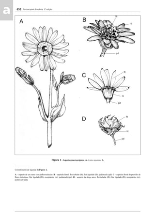 Farmacopeia Brasileira, 5ª edição
aa 652
Figura 1 - Aspectos macroscópicos em Arnica montana L.
______________
Complemento da legenda da Figura 1.
A – aspecto de um ramo com inﬂorescências. B – capítulo ﬂoral: ﬂor tubular (ﬂt); ﬂor ligulada (ﬂl); pedúnculo (pd). C – capítulo ﬂoral desprovido de
ﬂores tubulosas: ﬂor ligulada (ﬂl); receptáculo (rc); pedúnculo (pd). D – aspecto da droga seca: ﬂor tubular (ﬂt); ﬂor ligulada (ﬂl); receptáculo (rc);
pedúnculo (pd).
Volume 2_18_07_11.indd 652Volume 2_18_07_11.indd 652 18/07/2011 09:26:3218/07/2011 09:26:32
 