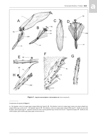 Farmacopeia Brasileira, 5ª edição
aa653
Figura 2 – Aspectos macroscópicos e microscópicos em Arnica montana L.
______________
Complemento da legenda da Figura 2.
A – ﬂor ligulada: ovário (ov); papus (pap); estigma bíﬁdo (eg); lígula (l). B – ﬂor tubulosa; ovário (ov); papus (pap); estame com antera soldada (ea);
estigma bíﬁdo (eg); corola (co). C – ﬂor ligulada: lígula (l). D – ﬂor tubulosa: ovário (ov); papus (pap); estigma bíﬁdo (eg). E – detalhe de uma cerda
do papus: grão de pólen (gp). F – superfície externa do ovário: tricoma glandular (tg); tricoma tector (tt). G – fragmento do papus. H – detalhe de uma
cerda do papus: grão de pólen (gp); papus (pap); tricoma tector (tt).
Volume 2_18_07_11.indd 653Volume 2_18_07_11.indd 653 18/07/2011 09:26:3318/07/2011 09:26:33
 