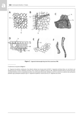Farmacopeia Brasileira, 5ª edição
aa 560
Figura 2 – Aspectos da microscopia do pó em Persea americana Mill.
______________
Complemento da legenda da Figura 2.
A – fragmento da epiderme voltada para a face abaxial: estômato (es); tricoma tector (tt). B e C – fragmentos da lâmina foliar, em vista frontal, com
destaque para feixe vascular e idioblastos secretores: feixe vascular (fv); idioblasto secretor (is). D – fragmento da lâmina foliar em secção transversal,
mostrando idioblasto secretor acompanhado de células com conformação diferenciada: idioblasto secretor (is); cutícula (cu); epiderme (ep); parênquima
paliçádico (pp); parênquima esponjoso (pj). E – fragmento da epiderme: tricoma tector (tt). F – fragmentos de tricoma
Volume 2_18_07_11.indd 560Volume 2_18_07_11.indd 560 18/07/2011 09:26:2018/07/2011 09:26:20
 