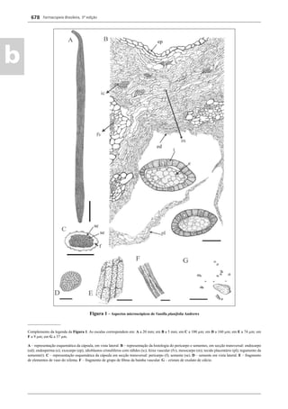 Farmacopeia Brasileira, 5ª edição
b
678
Figura 1 – Aspectos microscópicos de Vanilla planifolia Andrews
_________________
Complemento da legenda da Figura 1. As escalas correspondem em: A a 20 mm; em B a 5 mm; em C a 100 μm; em D a 160 μm; em E a 74 μm; em
F a 9 μm; em G a 37 μm.
A – representação esquemática da cápsula, em vista lateral. B – representação da histologia do pericarpo e sementes, em secção transversal: endocarpo
(ed); endosperma (e); exocarpo (ep); idioblastos cristalíferos com ráﬁdes (ic); feixe vascular (fv); mesocarpo (m); tecido placentário (pl); tegumento da
semente(t). C – representação esquemática da cápsula em secção transversal: pericarpo (f); semente (se). D – semente em vista lateral. E – fragmento
de elementos de vaso do xilema. F – fragmento de grupo de ﬁbras da bainha vascular. G – cristais de oxalato de cálcio.
Volume 2_18_07_11.indd 678Volume 2_18_07_11.indd 678 18/07/2011 09:26:3618/07/2011 09:26:36
 