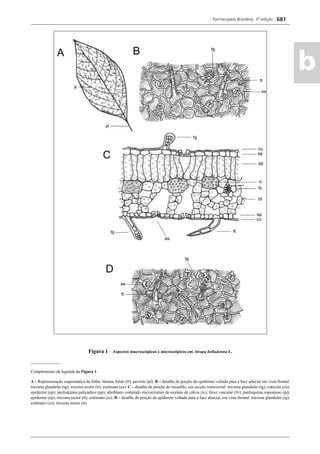 Farmacopeia Brasileira, 5ª edição
ab
681
Figura 1 – Aspectos macroscópicos e microscópicos em Atropa belladonna L.
______________
Complemento da legenda da Figura 1.
A – Representação esquemática da folha: lâmina foliar (lf); pecíolo (pl). B – detalhe de porção da epiderme voltada para a face adaxial em vista frontal:
tricoma glandular (tg); tricoma tector (tt); estômato (es). C – detalhe da porção do mesoﬁlo, em secção transversal: tricoma glandular (tg); cutícula (cu);
epiderme (ep); parênquima paliçádico (pp); idioblasto contendo microcristais de oxalato de cálcio (ic); feixe vascular (fv); parênquima esponjoso (pj);
epiderme (ep); tricoma tector (tt); estômato (es). D – detalhe de porção da epiderme voltada para a face abaxial, em vista frontal: tricoma glandular (tg);
estômato (es); tricoma tector (tt).
Volume 2_18_07_11.indd 681Volume 2_18_07_11.indd 681 18/07/2011 09:26:3718/07/2011 09:26:37
 