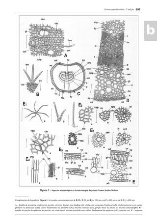 Farmacopeia Brasileira, 5ª edição
ab
697
Figura 3 – Aspectos microscópicos e da microscopia do pó em Peumus boldus Molina
_____________
Complemento da legenda da Figura 3. As escalas correspondem em A, B, D e E (E2
até E5
) a 100 μm, em C a 400 μm e em E (E1
) a 400 μm.
A – detalhe de porção da epiderme do pecíolo, em vista frontal: gota lipídica (gl); célula com compostos fenólicos (ccf); célula secretora (cse); campo
primário de pontoação (cpp); célula fundamental da epiderme (cfe); tricoma estrelado (tes); porção basal de células do tricoma estrelado(pbt). B –
detalhe de porção da epiderme do pecíolo, em vista lateral: tricoma estrelado (tes); célula fundamental da epiderme (cfe); cutícula (cu). C – esquema
Volume 2_18_07_11.indd 697Volume 2_18_07_11.indd 697 18/07/2011 09:26:3918/07/2011 09:26:39
 
