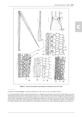 Farmacopeia Brasileira, 5ª edição
ac
727
Figura 1 – Aspectos macroscópicos e microscópicos de Cymbopogon citratus (DC.) Stapf
______________
Complemento da legenda da Figura 1. As réguas correspondem em A e B a 3 cm; em C a 0,5 cm; em D até G a 100 μm.
A – aspecto geral da lâmina foliar. B – aspecto geral da bainha foliar. C – detalhe da porção entre bainha e lâmina foliar, mostrando a lígula e os tricomas:
bainha foliar (bf); lígula (l); lâmina foliar (lf); tricomas tectores (tt). D – detalhe da epiderme da face adaxial da lâmina foliar: célula buliforme (cb);
célula fundamental da epiderme (cfe); célula epidérmica suberosa (ces); estômato (es); tricoma silicoso (ts). E – detalhe da epiderme da face abaxial
da lâmina foliar: célula epidérmica suberosa (ces); célula fundamental da epiderme (cfe); estômato (es); tricoma silicoso (ts). F – detalhe da epiderme
da face adaxial da bainha foliar: células fundamentais da epiderme sobre uma nervura (cen); células fundamentais da epiderme (cfe); estômato (es).
G – detalhe da epiderme da face abaxial da bainha foliar: célula epidérmica escleriﬁcada (cee); célula fundamental da epiderme (cfe); estômato (es).
Volume 2_18_07_11.indd 727Volume 2_18_07_11.indd 727 18/07/2011 09:26:4418/07/2011 09:26:44
 