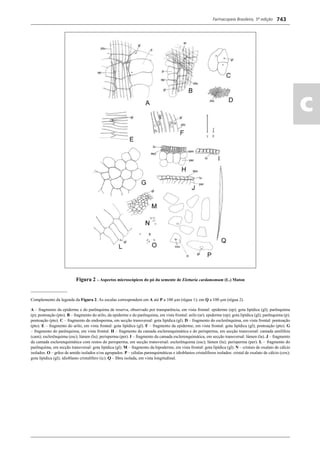 Farmacopeia Brasileira, 5ª edição
ac
743
Figura 2 – Aspectos microscópicos do pó da semente de Elettaria cardamomum (L.) Maton
_________________
Complemento da legenda da Figura 2. As escalas correspondem em A até P a 100 μm (régua 1); em Q a 100 μm (régua 2).
A – fragmento da epiderme e do parênquima de reserva, observado por transparência, em vista frontal: epiderme (ep); gota lipídica (gl); parênquima
(p); pontoação (pto). B – fragmento do arilo, da epiderme e do parênquima, em vista frontal: arilo (ar); epiderme (ep); gota lipídica (gl); parênquima (p);
pontoação (pto). C – fragmento do endosperma, em secção transversal: gota lipídica (gl). D – fragmento do esclerênquima, em vista frontal: pontoação
(pto). E – fragmento do arilo, em vista frontal: gota lipídica (gl). F – fragmento da epiderme, em vista frontal: gota lipídica (gl); pontoação (pto). G
– fragmento do parênquima, em vista frontal. H – fragmento da camada esclerenquimática e do perisperma, em secção transversal: camada amilífera
(cam); esclerênquima (esc); lúmen (lu); perisperma (per). I – fragmento da camada esclerenquimática, em secção transversal: lúmen (lu). J – fragmento
da camada esclerenquimática com restos do perisperma, em secção transversal: esclerênquima (esc); lúmen (lu); perisperma (per). L – fragmento do
parênquima, em secção transversal: gota lipídica (gl). M – fragmento da hipoderme, em vista frontal: gota lipídica (gl). N – cristais de oxalato de cálcio
isolados. O – grãos de amido isolados e/ou agrupados. P – células parenquimáticas e idioblastos cristalíferos isolados: cristal de oxalato de cálcio (cox);
gota lipídica (gl); idioblasto cristalífero (ic). Q – ﬁbra isolada, em vista longitudinal.
Volume 2_18_07_11.indd 743Volume 2_18_07_11.indd 743 18/07/2011 09:26:4718/07/2011 09:26:47
 