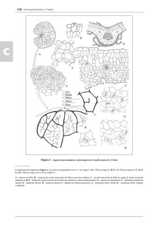 Farmacopeia Brasileira, 5ª edição
c
770
Figura 1 – Aspectos macroscópicos e microscópicos de Centella asiatica (L.) Urban
______________
Complemento da legenda da Figura 1. As escalas correspondem em A a 1 cm (régua 1); K a 500 μm (régua 2); B, F e J a 500 μm (régua 3); C, D, E,
G e H a 100 μm (régua 4); I a 50 μm (régua 5).
A – aspecto da folha. B – esquema da secção transversal da folha na nervura mediana. C – secção transversal da folha na região do limbo na porção
indicada em B. D – detalhe de secção transversal da folha com estômato e câmara subestomática. E – aspecto do parênquima. F – hidatódio na epiderme
adaxial. G – epiderme adaxial. H – epiderme abaxial. I – detalhe de estômato paracítico. J – arquitetura foliar: aréola. K – arquitetura foliar: margem
e hidatódio.
Volume 2_18_07_11.indd 770Volume 2_18_07_11.indd 770 18/07/2011 09:26:5018/07/2011 09:26:50
 