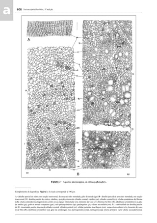 Farmacopeia Brasileira, 5ª edição
aa 608
Figura 3 – Aspectos microscópicos em Althaea ofﬁcinalis L.
_______________
Complemento da legenda da Figura 3. A escala corresponde a 100 μm.
A - detalhe parcial do súber, em secção transversal, de uma raiz não mondada; grão de amido (ga). B - detalhe parcial de uma raiz mondada, em secção
transversal; B1. detalhe parcial do córtex, câmbio e porção externa do cilindro central; câmbio (ca); cilindro central (cc); células condutoras do ﬂoema
(cﬂ); célula contendo mucilagem (cm); córtex (cx); espaço intercelular (ei); elemento de vaso (ev); ﬂoema (f); ﬁbra (fb); idioblasto cristalífero (ic); grão
de amido (ga); grão de amido composto (gac); raio parenquimático (rp); parênquima (p); xilema secundário (xs); B2. continuidade do detalhe parcial
de B1, mostrando porção interna do cilindro central; cilindro central (cc); célula contendo mucilagem (cm); espaço intercelular (ei); elemento de vaso
(ev); ﬁbra (fb); idioblasto cristalífero (ic); grão de amido (ga); raio parenquimático (rp); parênquima (p); xilema primário (xp); xilema secundário (xs).
Volume 2_18_07_11.indd 608Volume 2_18_07_11.indd 608 18/07/2011 09:26:2618/07/2011 09:26:26
 