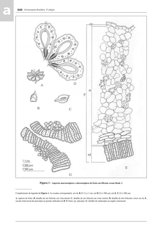 Farmacopeia Brasileira, 5ª edição
aa 644
Figura 1 - Aspectos macroscópicos e microscópicos do fruto em Illicium verum Hook. f.
_______________
Complemento da legenda da Figura 1. As escalas correspondem: em A, B, C (1) a 1 cm; em D (2) a 500 μm; em E, F (3) a 500 μm.
A. aspecto do fruto. B. detalhe de um folículo em vista dorsal. C. detalhe de um folículo em vista ventral. D. detalhe de três folículos vistos em A. E.
secção transversal do pericarpo na porção indicada em D. F. fruto; ep. epicarpo. G. detalhe do endocarpo na região comissural.
Volume 2_18_07_11.indd 644Volume 2_18_07_11.indd 644 18/07/2011 09:26:3118/07/2011 09:26:31
 