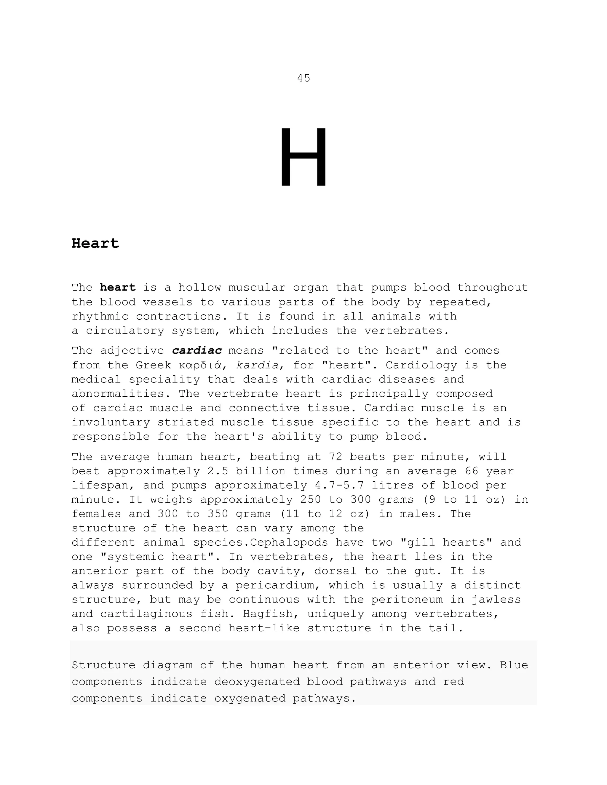45
H
Heart
The heart is a hollow muscular organ that pumps blood throughout
the blood vessels to various parts of the body by repeated,
rhythmic contractions. It is found in all animals with
a circulatory system, which includes the vertebrates.
The adjective cardiac means "related to the heart" and comes
from the Greek καρδιά, kardia, for "heart". Cardiology is the
medical speciality that deals with cardiac diseases and
abnormalities. The vertebrate heart is principally composed
of cardiac muscle and connective tissue. Cardiac muscle is an
involuntary striated muscle tissue specific to the heart and is
responsible for the heart's ability to pump blood.
The average human heart, beating at 72 beats per minute, will
beat approximately 2.5 billion times during an average 66 year
lifespan, and pumps approximately 4.7-5.7 litres of blood per
minute. It weighs approximately 250 to 300 grams (9 to 11 oz) in
females and 300 to 350 grams (11 to 12 oz) in males. The
structure of the heart can vary among the
different animal species.Cephalopods have two "gill hearts" and
one "systemic heart". In vertebrates, the heart lies in the
anterior part of the body cavity, dorsal to the gut. It is
always surrounded by a pericardium, which is usually a distinct
structure, but may be continuous with the peritoneum in jawless
and cartilaginous fish. Hagfish, uniquely among vertebrates,
also possess a second heart-like structure in the tail.
Structure diagram of the human heart from an anterior view. Blue
components indicate deoxygenated blood pathways and red
components indicate oxygenated pathways.
 