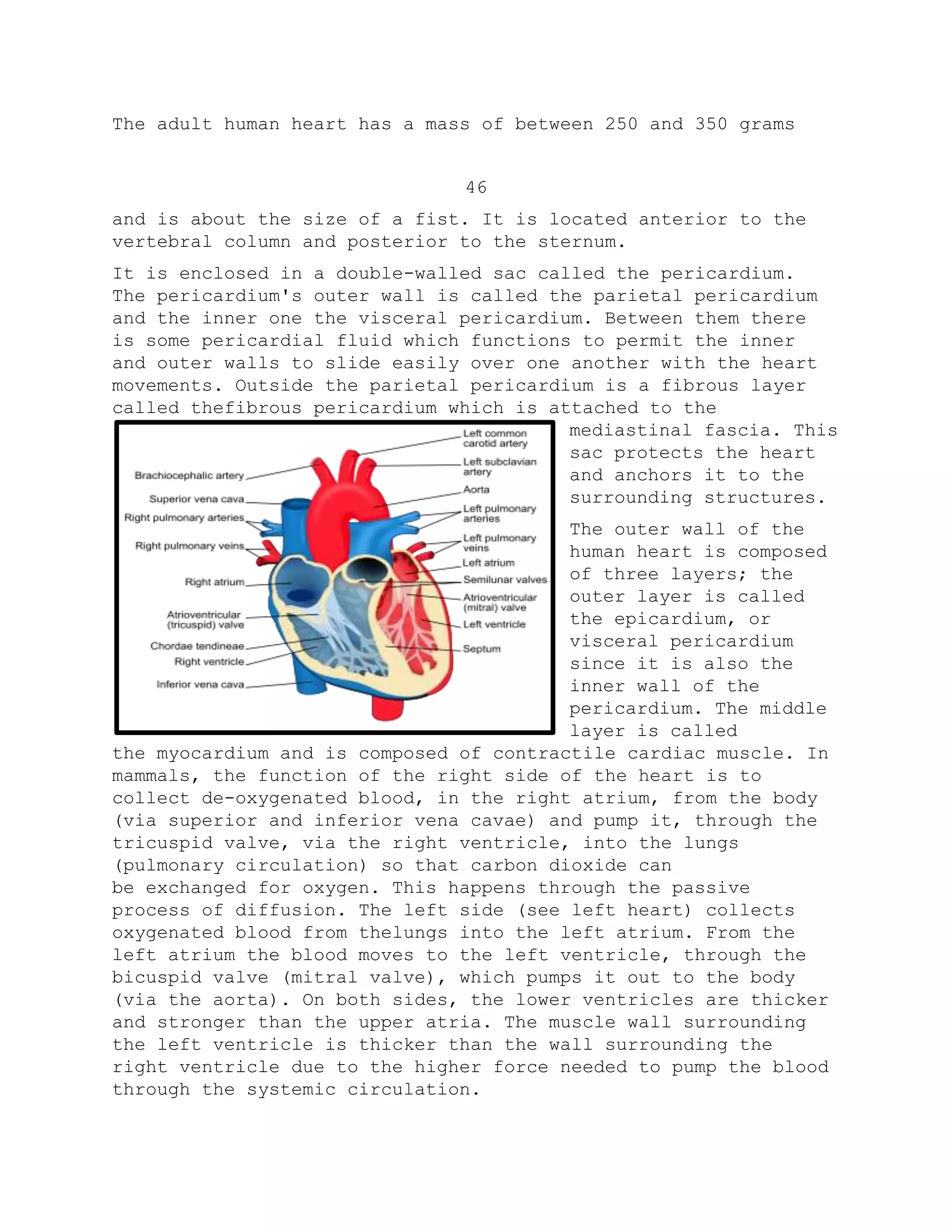 The adult human heart has a mass of between 250 and 350 grams
46
and is about the size of a fist. It is located anterior to the
vertebral column and posterior to the sternum.
It is enclosed in a double-walled sac called the pericardium.
The pericardium's outer wall is called the parietal pericardium
and the inner one the visceral pericardium. Between them there
is some pericardial fluid which functions to permit the inner
and outer walls to slide easily over one another with the heart
movements. Outside the parietal pericardium is a fibrous layer
called thefibrous pericardium which is attached to the
mediastinal fascia. This
sac protects the heart
and anchors it to the
surrounding structures.
The outer wall of the
human heart is composed
of three layers; the
outer layer is called
the epicardium, or
visceral pericardium
since it is also the
inner wall of the
pericardium. The middle
layer is called
the myocardium and is composed of contractile cardiac muscle. In
mammals, the function of the right side of the heart is to
collect de-oxygenated blood, in the right atrium, from the body
(via superior and inferior vena cavae) and pump it, through the
tricuspid valve, via the right ventricle, into the lungs
(pulmonary circulation) so that carbon dioxide can
be exchanged for oxygen. This happens through the passive
process of diffusion. The left side (see left heart) collects
oxygenated blood from thelungs into the left atrium. From the
left atrium the blood moves to the left ventricle, through the
bicuspid valve (mitral valve), which pumps it out to the body
(via the aorta). On both sides, the lower ventricles are thicker
and stronger than the upper atria. The muscle wall surrounding
the left ventricle is thicker than the wall surrounding the
right ventricle due to the higher force needed to pump the blood
through the systemic circulation.
 