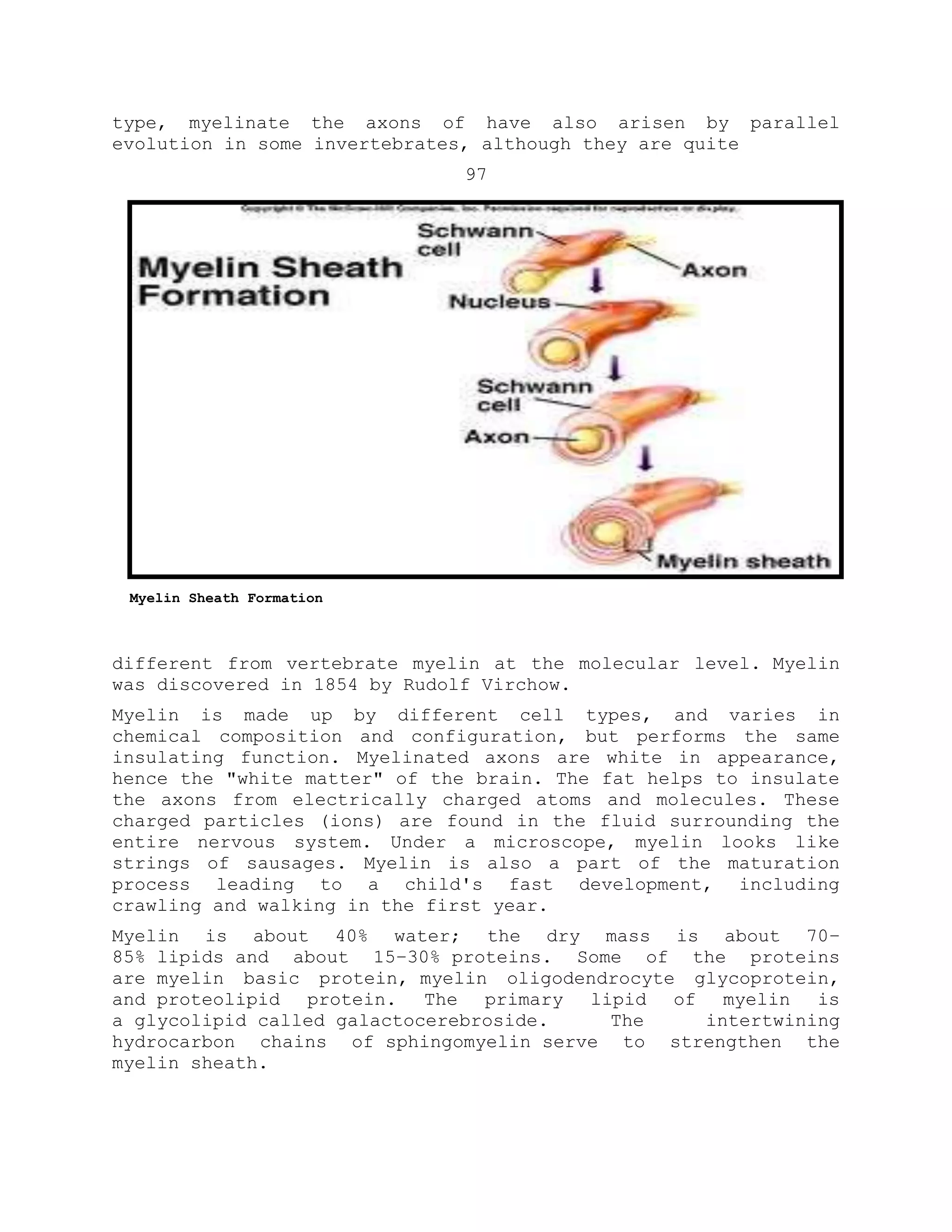 type, myelinate the axons of have also arisen by parallel
evolution in some invertebrates, although they are quite
97
different from vertebrate myelin at the molecular level. Myelin
was discovered in 1854 by Rudolf Virchow.
Myelin is made up by different cell types, and varies in
chemical composition and configuration, but performs the same
insulating function. Myelinated axons are white in appearance,
hence the "white matter" of the brain. The fat helps to insulate
the axons from electrically charged atoms and molecules. These
charged particles (ions) are found in the fluid surrounding the
entire nervous system. Under a microscope, myelin looks like
strings of sausages. Myelin is also a part of the maturation
process leading to a child's fast development, including
crawling and walking in the first year.
Myelin is about 40% water; the dry mass is about 70–
85% lipids and about 15–30% proteins. Some of the proteins
are myelin basic protein, myelin oligodendrocyte glycoprotein,
and proteolipid protein. The primary lipid of myelin is
a glycolipid called galactocerebroside. The intertwining
hydrocarbon chains of sphingomyelin serve to strengthen the
myelin sheath.
Myelin Sheath Formation
 