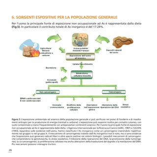 6. SORGENTI ESPOSITIVE PER LA POPOLAZIONE GENERALE
 Per l’uomo la principale fonte di esposizione non occupazionale ad As è rappresentata dalla dieta
 (Fig.5). In particolare il contributo totale di As inorganico è del 17-24%.




 Figura 5 L’esposizione ambientale ad arsenico della popolazione generale si può verificare nei pressi di fonderie e di insedia-
 menti antropici per la produzione di energia (centrali a carbone). L’esposizione può avvenire inoltre per contatto cutaneo, con
 suolo contaminato e meno frequentemente con antiparassitari contenenti arsenico. Per l’uomo la principale fonte di esposizione
 non occupazionale ad As è rappresentata dalla dieta. L’Agenzia Internazionale per la Ricerca sul Cancro (IARC, 1987) e l’US EPA
 (1993), basandosi sulle evidenze nell’uomo, hanno classificato l’As inorganico come un cancerogeno inserendolo rispettiva-
 mente nel gruppo I e nel gruppo A. Il meccanismo di cancerogenesi indotto dall’As inorganico non è noto, ma vi sono evidenze
 che l’esposizione può generare radicali liberi e altre specie reattive nei sistemi biologici. I possibili meccanismi di cancerogeni-
 cità comprendono la genotossicità, lo stress ossidativo, l’inibizione della riparazione del DNA, la promozione della tumorige-
 nesi, la co-cancerogenesi, la proliferazione cellulare ma anche alterazioni della trasduzione del segnale o la metilazione del DNA.
 Più meccanismi possono interagire tra loro.

26
 