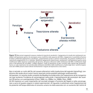 Figura 15 Meccanismi epigenetici possono mediare la tossicità di xenobiotici. L’epigenetica è lo studio dei cambiamenti ere-
ditabili nell’espressione genica che avvengono senza modifiche nella sequenza del DNA. L’epigenoma è suscettibile all’azione
di fattori ambientali (esposizione a xenobiotici, comportamenti sociali e carenze nutrizionali), che possono modificare le ca-
ratteristiche epigenetiche di un individuo. Modifiche epigenetiche determinano cambiamenti nell’espressione genica senza
modificazioni della sequenza nucleotidica del genoma, attraverso alterazioni della metilazione del DNA, modificazioni degli
istoni e del pathway dei microRNA. I miRNA regolano i livelli di espressione di geni coinvolti nella risposta agli xenobiotici,
hanno un ruolo importante nel controllo della metilazione del DNA e delle modificazioni a livello degli istoni. I profili di espres-
sione dei miRNA possono essere alterati direttamente in seguito ad esposizione a xeno biotici.


Non si esclude un ruolo dell’As nel causare alterazioni nella trasduzione del segnale (signalling), con-
dizione alla quale alcuni autori hanno associato anche possibili patologie cardiovascolari.
Ad esempio, un recente studio condotto da Waalkes ha evidenziato che l’esposizione ad As inorganico
nei topi aumenta l’incidenza di cancerogenesi nella prole. L’ipometilazione dei promotori dei recet-
tori ER porta a un overexpression (Chen, 2004; Liu, 2006a; Liu, 2006b; Shen, 2006).
Gli ER rivestono un ruolo importante nel normale sviluppo e funzione del fegato e nella canceroge-
nesi a carico di questo organo in sistemi sperimentali. Al riguardo si sottolinea come l’esposizione ad
As presente nell’acqua destinata al consumo umano sia stata associata con un aumento del rischio di

                                                                                                                                   59
 