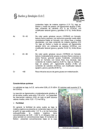 115
Perfil del suelo Chacapata
contenidos bajos de materia orgánica (1.31 %); bajo en
fósforo y medio de potasio; pH ligeramente alcalino (7,96);
bajo contenido de calcáreo (0.0 % de CO3Ca); con
modificador textural (grava y gravillas 5-15 %), límite difuso
al
Ac 19 - 43 De color pardo grisáceo oscuro (10YR4/2) en húmedo;
textura franco arenosa; con estructura granular medio débil;
consistencia friable en húmedo; con raíces finas y medias
abundantes; con bajo contenido de materia orgánica (0.5
%), bajo en fósforo y medio en potasio; pH ligeramente
alcalino (8,0); sin contenido de calcáreo (CO3Ca); con
modificador textural (grava y gravilla 15-35 %), límite difuso
al
C 43 - 80 De color pardo grisáceo oscuro (10YR4/2) en húmedo;
textura moderadamente gruesa a gruesa (franco arenoso a
arena franca); granular grueso moderado, consistencia
friable en húmedo; con raíces finas muy escasas; bajo
contenido de materia orgánica (0,29 %), bajo en fósforo y
bajo en potasio; pH ligeramente alcalino (7.86); sin
contenido de calcáreo (CO3Ca); con modificador textural
(guijarro, grava y gravilla 20-60 %).
Cr +80 Roca intrusiva oscuro de grano grueso en meteorización.
Características químicas
La salinidad es baja, la C.E. varía entre 0,08 y 0,15 dS/m. El calcáreo está ausente (0 %
de CO3Ca).
La reacción es ligeramente a moderadamente alcalina; el
pH de estos suelos varía entre 7,20 a 8,0. La Capacidad
de intercambio catiónico (CIC) en todo el perfil alcanza
valores medios, entre 12,8 – 7.2 me/100 g.
 Fertilidad
En general, la fertilidad de estos suelos es baja; la
materia orgánica se presenta en contenidos bajos en todo
el perfil; la capa arable entre 1.31 %, y en los horizontes
subsuperficiales la materia orgánica tiene
concentraciones de 0,29 – 0,56 %; el nitrógeno total se
ubica también en concentraciones bajas. El contenido de
fósforo presentan concentraciones bajas en la capa
 