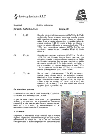 131
Perfil del suelo Cantagallo
Uso actual : Cultivos en terrazas
Horizonte Profundidad (cm) Descripción
A 0 – 25 De color pardo grisáceo muy oscuro (10YR3/2 a 2.5Y3/2)
en húmedo, franco arenoso, estructura granular grueso
débil, consistencia suave en seco y friable en húmedo,
raíces finas y medias abundantes; contenidos bajos de
materia orgánica (1.28 %); medio a bajo en fósforo y
medio de potasio; pH neutro a ligeramente alcalino (7,2 a
7.78); bajo contenido de calcáreo (CO3Ca 0.0 %); con
modificador textural (grava y gravillas 20-30 %), límite
difuso al
CA 25 - 53 De color pardo grisáceo muy oscuro (10YR3/2 a 2.5Y 3/2 a
10YR 3/3) en húmedo; textura franco arenosa; con
estructura granular grueso moderado; consistencia friable
en húmedo; con raíces finas escasas; con bajo contenido
de materia orgánica (1.12 %), bajo a medio en fósforo y
medio en potasio; pH neutro a ligeramente alcalino (7,15 a
7.8); sin contenido de calcáreo (CO3Ca); con modificador
textural (grava y gravilla 20 %), límite claro al
C 53 - 100 De color pardo grisáceo oscuro (2.5Y 4/2) en húmedo;
textura gruesa (arena franca); sin estructura (masivo),
consistencia firme en húmedo; con raíces finas escasas;
bajo contenido de materia orgánica (0,59 %), bajo en
fósforo y bajo en potasio; pH neutro (6.9 a 7,02); sin
contenido de calcáreo (CO3Ca); con modificador textural
(guijarro, grava y gravilla 60 %).
Características químicas
La salinidad es baja, la C.E. varía entre 0,24 y 0,05 dS/m.
El calcáreo está ausente (0 % de CaCO3).
El pH de estos suelos varía entre 7,81 (ligeramente
alcalino) y 6.8 (neutro). La Capacidad de intercambio
catiónico (CIC) en todo el perfil alcanza valores medios,
entre 8,4 – 17.2 me/100 g, frecuentemente la CIC
desciende con el aumento de la profundidad.
 Fertilidad
En general, la fertilidad de estos suelos es baja; la materia
orgánica se presenta en contenidos bajos en todo el perfil,
generalmente no mayor de 1.58 %, en los horizontes
subsuperficiales la materia orgánica tiene concentraciones
 