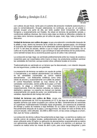 151
Terrenos con cultivos de maíz
con cultivos de pan llevar, tanto para el sustento del productor mediante autoconsumo o
para la comercialización. Ocupan extensiones no continuas, ya que en un predio o
parcela ocupan una parte de ella, por tanto pueden tener inclusiones de cultivos
forrajeros y ocasionalmente con frutales. Se sitúan en terrenos de pendiente variada, y
condiciones edáficas diversas. Así mismo esta clase se divide en diferentes unidades de
uso tales como: terrenos ocupados por el cultivo de papa, maíz, trigo, haba y terrenos en
descanso.
Unidad de terrenos con cultivo de papa; ocupa una extensión considerable después de
la alfalfa y maíz, dentro los terrenos de la unidad de cultivos agropecuarios; sin embargo
al momento del mapeo solamente se ha observado aproximadamente 2.2 ha equivalente
al 0.57 % del área de estudio, debido a que la mayor parte fueron cosechados. Es un
cultivo de mucha difusión, debido a que constituye la base alimenticia de los productores,
como también la base de su economía puesto que es el cultivo más comercial.
La conducción es bajo riego; es sembrado preferentemente entre los meses de octubre a
noviembre para ser cosechados entre marzo a mayo; los productores prefieren sembrar
las variedades de Canchan, aunque existen otras cultivares locales en la zona.
Tradicionalmente es sembrado en un terreno que ha descansado, o en rotación después
de una leguminosa, y antes de una gramínea.
La preparación de terrenos se realiza con ayuda de yuntas
o manualmente y se realizan abonamientos con estiércol;
en las variedades comerciales es común realizar
abonamientos con fertilizantes sintéticos como Urea,
nitrato de amonio y ocasionalmente con sulfato de potasio.
El control fitosanitario también es mas intenso en las
variedades comerciales, siendo polilla de la papa y el hielo
fungoso, la plaga y enfermedad más importante
respectivamente. Entre las labores culturales se realiza el
deshierbo y aporque. La cosecha es manual con barreta,
ocasionalmente con ayuda de yunta. Los rendimientos son
variables, dependiendo del manejo del cultivo.
Unidad de terrenos con cultivo de Maíz, ocupa una
extensión aproximada de 16.6 ha equivalente al 4.3 % del área de estudio. Constituyen
aquellos terrenos que están ocupados por cultivos de Maíz. Generalmente es sembrada
en superficies moderadamente inclinadas hasta empinadas, con ausencia de problemas
de drenaje y suelos de mediana a baja fertilidad. Es un cultivo de rotación y se instala
frecuentemente después de la papa u una leguminosa. Se sitúan en todo el ámbito de la
zona en estudio, entre altitudes de 2000 a 2600 msnm, en las zonas contiguas a Limaní,
San Juan de Yanac y aledaños.
La conducción de dichos cultivos frecuentemente es bajo riego. La siembra se realiza con
semilla común de ecotipos locales, preferentemente entre los meses de septiembre a
enero utilizando entre 25 kg/ha La aplicación de abonamientos ocasionalmente se realiza
con aplicaciones aproximadas de 2 quintales de urea/ha a la siembra y al aporque. La
cosecha se realiza entre los meses de abril a julio, para secar luego desgranar y para
 