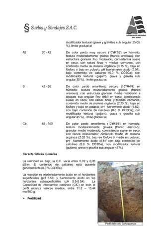 162
Perfil del suelo Cañaypampa
modificador textural (grava y gravillas sub angular 25-35
%), límite gradual al
A2 20 - 42 De color pardo muy oscuro (10YR2/2) en húmedo;
textura moderadamente gruesa (franco arenosa); con
estructura granular fino moderado; consistencia suave
en seco; con raíces finas y medias comunes; con
contenido medio de materia orgánica (3.15 %), bajo en
fósforo y bajo en potasio; pH fuertemente ácido (5.54);
bajo contenido de calcáreo (0.0 % CO3Ca); con
modificador textural (guijarro, grava y gravilla sub
angular 35 %), límite gradual al,
B 42 - 65 De color pardo amarillento oscuro (10YR4/4) en
húmedo; textura moderadamente gruesa (franco
arenoso); con estructura granular medio moderado a
bloques sub angular fino débil en seco, consistencia
suave en seco; con raíces finas y medias comunes;
contenido medio de materia orgánica (2.20 %), bajo en
fósforo y bajo en potasio; pH fuertemente ácido (5.52);
con bajo contenido de calcáreo (0.0 % CO3Ca); con
modificador textural (guijarro, grava y gravilla sub
angular 45 %), límite gradual al,
Cb 65 - 100 De color pardo amarillento (10YR5/6) en húmedo;
textura moderadamente gruesa (franco arenoso);
granular medio moderado, consistencia suave en seco;
con raíces ocasionales; contenido medio de materia
orgánica (2.02 %), bajo en fósforo y medio en potasio;
pH fuertemente ácido (5.5); con bajo contenido de
calcáreo (0.0 % CO3Ca); con modificador textural
(guijarro, grava y gravilla sub angular 45 %).
Características químicas
La salinidad es baja, la C.E. varía entre 0,02 y 0,03
dS/m. El contenido de calcáreo está ausente
generalmente (0.0 % CO3Ca).
La reacción es moderadamente ácido en el horizontes
superficiales (pH 5.58) y fuertemente ácido en los
horizontes subsuperficiales (pH 5.5-5.54). La
Capacidad de intercambio catiónico (CIC) en todo el
perfil alcanza valores medios, entre 11.2 – 13.44
me/100 g.
 Fertilidad
 