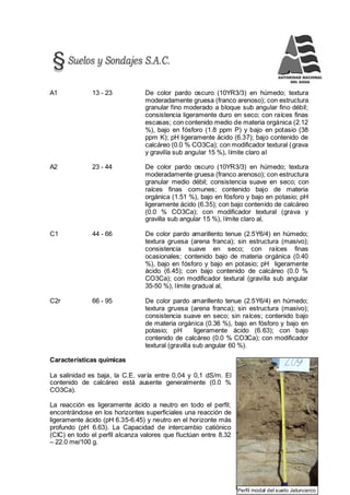 169
Perfil modal del suelo Jatuncerco
A1 13 - 23 De color pardo oscuro (10YR3/3) en húmedo; textura
moderadamente gruesa (franco arenoso); con estructura
granular fino moderado a bloque sub angular fino débil;
consistencia ligeramente duro en seco; con raíces finas
escasas; con contenido medio de materia orgánica (2.12
%), bajo en fósforo (1.8 ppm P) y bajo en potasio (38
ppm K); pH ligeramente ácido (6.37); bajo contenido de
calcáreo (0.0 % CO3Ca); con modificador textural (grava
y gravilla sub angular 15 %), límite claro al
A2 23 - 44 De color pardo oscuro (10YR3/3) en húmedo; textura
moderadamente gruesa (franco arenoso); con estructura
granular medio débil; consistencia suave en seco; con
raíces finas comunes; contenido bajo de materia
orgánica (1.51 %), bajo en fósforo y bajo en potasio; pH
ligeramente ácido (6.35); con bajo contenido de calcáreo
(0.0 % CO3Ca); con modificador textural (grava y
gravilla sub angular 15 %), límite claro al,
C1 44 - 66 De color pardo amarillento tenue (2.5Y6/4) en húmedo;
textura gruesa (arena franca); sin estructura (masivo);
consistencia suave en seco; con raíces finas
ocasionales; contenido bajo de materia orgánica (0.40
%), bajo en fósforo y bajo en potasio; pH ligeramente
ácido (6.45); con bajo contenido de calcáreo (0.0 %
CO3Ca); con modificador textural (gravilla sub angular
35-50 %), límite gradual al,
C2r 66 - 95 De color pardo amarillento tenue (2.5Y6/4) en húmedo;
textura gruesa (arena franca); sin estructura (masivo);
consistencia suave en seco; sin raíces; contenido bajo
de materia orgánica (0.36 %), bajo en fósforo y bajo en
potasio; pH ligeramente ácido (6.63); con bajo
contenido de calcáreo (0.0 % CO3Ca); con modificador
textural (gravilla sub angular 60 %).
Características químicas
La salinidad es baja, la C.E. varía entre 0,04 y 0,1 dS/m. El
contenido de calcáreo está ausente generalmente (0.0 %
CO3Ca).
La reacción es ligeramente ácido a neutro en todo el perfil;
encontrándose en los horizontes superficiales una reacción de
ligeramente ácido (pH 6.35-6.45) y neutro en el horizonte más
profundo (pH 6.63). La Capacidad de intercambio catiónico
(CIC) en todo el perfil alcanza valores que fluctúan entre 8.32
– 22.0 me/100 g.
 