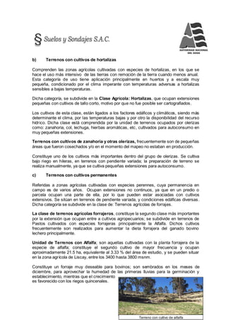 197
Terreno con cultivo de alfalfa
b) Terrenos con cultivos de hortalizas
Comprenden las zonas agrícolas cultivadas con especies de hortalizas, en los que se
hace el uso más intensivo de las tierras con remoción de la tierra cuando menos anual.
Esta categoría de uso tiene aplicación principalmente en huertos y a escala muy
pequeña, condicionado por el clima imperante con temperaturas adversas a hortalizas
sensibles a bajas temperaturas.
Dicha categoría, se subdivide en la Clase Agrícola: Hortalizas, que ocupan extensiones
pequeñas con cultivos de tallo corto, motivo por que no fue posible ser cartografiados.
Los cultivos de esta clase, están ligados a los factores edáficos y climáticos, siendo más
determinante el clima, por las temperaturas bajas y por otro la disponibilidad del recurso
hídrico. Dicha clase está comprendida por la unidad de terrenos ocupados por olerizas
como: zanahoria, col, lechuga, hierbas aromáticas, etc, cultivados para autoconsumo en
muy pequeñas extensiones.
Terrenos con cultivos de zanahoria y otras olerizas, frecuentemente son de pequeñas
áreas que fueron cosechados y/o en el momento del mapeo no estaban en producción.
Constituye uno de los cultivos más importantes dentro del grupo de olerizas. Se cultiva
bajo riego en hileras, en terrenos con pendiente variada; la preparación de terreno se
realiza manualmente, ya que se cultiva pequeñas extensiones para autoconsumo.
c) Terrenos con cultivos permanentes
Referidas a zonas agrícolas cultivadas con especies perennes, cuya permanencia en
campo es de varios años. Ocupan extensiones no continuos, ya que en un predio o
parcela ocupan una parte de ella, por lo que pueden estar asociadas con cultivos
extensivos. Se sitúan en terrenos de pendiente variada, y condiciones edáficas diversas.
Dicha categoría se subdivide en la clase de: Terrenos agrícolas de forrajes.
La clase de terrenos agrícolas forrajeros, constituye la segundo clase más importantes
por la extensión que ocupan entre a cultivos agropecuarios; se subdivide en terrenos de
Pastos cultivados con especies forrajeras principalmente la Alfalfa. Dichos cultivos
frecuentemente son realizados para aumentar la dieta forrajera del ganado bovino
lechero principalmente.
Unidad de Terrenos con Alfalfa; son aquellas cultivadas con la planta forrajera de la
especie de alfalfa; constituye el segundo cultivo de mayor frecuencia y ocupan
aproximadamente 21.5 ha, equivalente al 3.33 % del área de estudio, y se pueden situar
en la zona agrícola de Liscay, entre los 3400 hasta 3800 msnm.
Constituye un forraje muy deseable para bovinos; son sembrados en los meses de
diciembre, para aprovechar la humedad de las primeras lluvias para la germinación y
establecimiento, mientras que el crecimiento
es favorecido con los riegos quincenales.
 