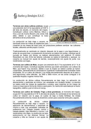 199
Terreno con Mashua en cosecha
Terreno con Cebada en maduración
Terrenos con otros cultivos andinos; ocupa
una extensión de 0.4 ha equivalente al 0.06 %
del área de estudio, al momento del mapeo.
Constituyen cultivos como Mashua, Olluco y
Oca y son de mucha difusión y las zonas más
altas, debido a que constituye la base
alimenticia de los productores.
La conducción es bajo riego o secano; es
sembrado entre los meses de septiembre para
cosechar en los meses de mayo junio; los productores prefieren sembrar las cultivares
locales, utilizando semilla propia o común.
Tradicionalmente es sembrado en rotación después de la papa o una leguminosas, y
antes de una gramínea. La preparación de terrenos se realiza con yuntas, mientras que el
surcado se realiza con lampa; se realizan abonamientos con estiércol. El control
fitosanitario es nulo. Entre las labores culturales se realiza el deshierbo y aporque. La
cosecha es manual con ayuda de barreta, ocasionalmente con ayuda de yunta. Los
rendimientos son bajos.
Terrenos con cultivo de Maíz, ocupan una extensión de 0.7 ha equivalente al 0.1 % al
momento del mapeo. Constituye aquellos terrenos que están sembrados con cultivos de
Maíz, que fueron muy escasos, debido a que el mapeo se realizó cuando ya fueron
cosechados. Generalmente es sembrada en superficies moderadamente inclinadas hasta
empinadas. Es un cultivo de rotación y se instala frecuentemente después de la papa u
otra leguminosa, entre altitudes de 3400 a 3600 msnm, en las zonas contiguas a la
quebrada Huaylla o lugares menos fríos.
La conducción de dichos cultivos frecuentemente es bajo riego. La aplicación de
abonamientos y pesticidas es mínima. Las variedades son ecotipos locales. La siembra
se realiza entre los meses de septiembre y octubre, para cosechar en los meses de
marzo a mayo sea en forma de choclo o para grano. Su restricción está dada por el factor
topográfico, edáfico y por el clima en Liscay.
Terrenos con cultivo de Cebada, Trigo y otras gramíneas, al momento del mapeo,
ocupa 30.7 ha equivalente al 4.76 % del área de estudio. Es sembrada en los terrenos de
cultivo en rotación con la papa, en suelos de baja a media fertilidad. Se instala
frecuentemente entre los meses de diciembre a enero para cosechar entre julio y agosto.
La conducción de dichos cultivos
frecuentemente es bajo riego o secano. La
aplicación de abonamientos y pesticidas es
mínima a nula. Las variedades cultivadas de
preferencia son: Cebada (zapata, común y
cebada pelada), trigo (Montana y común). Los
rendimientos son bajos, la producción es para
autoconsumo en sus diversas formas. La
cosecha y trilla es manual o con ayuda de
 