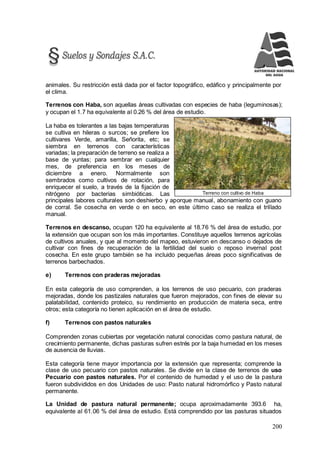 200
Terreno con cultivo de Haba
animales. Su restricción está dada por el factor topográfico, edáfico y principalmente por
el clima.
Terrenos con Haba, son aquellas áreas cultivadas con especies de haba (leguminosas);
y ocupan el 1.7 ha equivalente al 0.26 % del área de estudio.
La haba es tolerantes a las bajas temperaturas
se cultiva en hileras o surcos; se prefiere los
cultivares Verde, amarilla, Señorita, etc; se
siembra en terrenos con características
variadas; la preparación de terreno se realiza a
base de yuntas; para sembrar en cualquier
mes, de preferencia en los meses de
diciembre a enero. Normalmente son
sembrados como cultivos de rotación, para
enriquecer el suelo, a través de la fijación de
nitrógeno por bacterias simbióticas. Las
principales labores culturales son deshierbo y aporque manual, abonamiento con guano
de corral. Se cosecha en verde o en seco, en este último caso se realiza el trillado
manual.
Terrenos en descanso, ocupan 120 ha equivalente al 18.76 % del área de estudio, por
la extensión que ocupan son los más importantes. Constituye aquellos terrenos agrícolas
de cultivos anuales, y que al momento del mapeo, estuvieron en descanso o dejados de
cultivar con fines de recuperación de la fertilidad del suelo o reposo invernal post
cosecha. En este grupo también se ha incluido pequeñas áreas poco significativas de
terrenos barbechados.
e) Terrenos con praderas mejoradas
En esta categoría de uso comprenden, a los terrenos de uso pecuario, con praderas
mejoradas, donde los pastizales naturales que fueron mejorados, con fines de elevar su
palatabilidad, contenido proteico, su rendimiento en producción de materia seca, entre
otros; esta categoría no tienen aplicación en el área de estudio.
f) Terrenos con pastos naturales
Comprenden zonas cubiertas por vegetación natural conocidas como pastura natural, de
crecimiento permanente, dichas pasturas sufren estrés por la baja humedad en los meses
de ausencia de lluvias.
Esta categoría tiene mayor importancia por la extensión que representa; comprende la
clase de uso pecuario con pastos naturales. Se divide en la clase de terrenos de uso
Pecuario con pastos naturales. Por el contenido de humedad y el uso de la pastura
fueron subdivididos en dos Unidades de uso: Pasto natural hidromórfico y Pasto natural
permanente.
La Unidad de pastura natural permanente; ocupa aproximadamente 393.6 ha,
equivalente al 61.06 % del área de estudio. Está comprendido por las pasturas situados
 