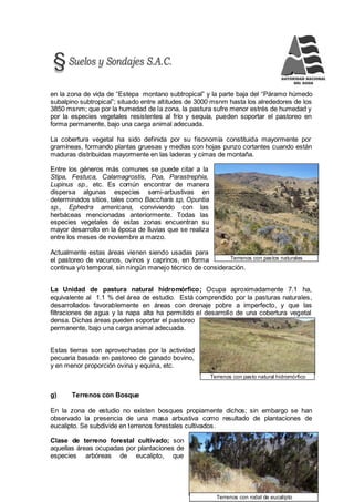 201
Terrenos con pastos naturales
Terrenos con pasto natural hidromórfico
Terrenos con rodal de eucalipto
en la zona de vida de “Estepa montano subtropical” y la parte baja del “Páramo húmedo
subalpino subtropical”; situado entre altitudes de 3000 msnm hasta los alrededores de los
3850 msnm; que por la humedad de la zona, la pastura sufre menor estrés de humedad y
por la especies vegetales resistentes al frío y sequía, pueden soportar el pastoreo en
forma permanente, bajo una carga animal adecuada.
La cobertura vegetal ha sido definida por su fisonomía constituida mayormente por
gramíneas, formando plantas gruesas y medias con hojas punzo cortantes cuando están
maduras distribuidas mayormente en las laderas y cimas de montaña.
Entre los géneros más comunes se puede citar a la
Stipa, Festuca, Calamagrostis, Poa, Parastrephia,
Lupinus sp., etc. Es común encontrar de manera
dispersa algunas especies semi-arbustivas en
determinados sitios, tales como Baccharis sp, Opuntia
sp., Ephedra americana, conviviendo con las
herbáceas mencionadas anteriormente. Todas las
especies vegetales de estas zonas encuentran su
mayor desarrollo en la época de lluvias que se realiza
entre los meses de noviembre a marzo.
Actualmente estas áreas vienen siendo usadas para
el pastoreo de vacunos, ovinos y caprinos, en forma
continua y/o temporal, sin ningún manejo técnico de consideración.
La Unidad de pastura natural hidromórfico; Ocupa aproximadamente 7.1 ha,
equivalente al 1.1 % del área de estudio. Está comprendido por la pasturas naturales,
desarrollados favorablemente en áreas con drenaje pobre a imperfecto, y que las
filtraciones de agua y la napa alta ha permitido el desarrollo de una cobertura vegetal
densa. Dichas áreas pueden soportar el pastoreo
permanente, bajo una carga animal adecuada.
Estas tierras son aprovechadas por la actividad
pecuaria basada en pastoreo de ganado bovino,
y en menor proporción ovina y equina, etc.
g) Terrenos con Bosque
En la zona de estudio no existen bosques propiamente dichos; sin embargo se han
observado la presencia de una masa arbustiva como resultado de plantaciones de
eucalipto. Se subdivide en terrenos forestales cultivados.
Clase de terreno forestal cultivado; son
aquellas áreas ocupadas por plantaciones de
especies arbóreas de eucalipto, que
 
