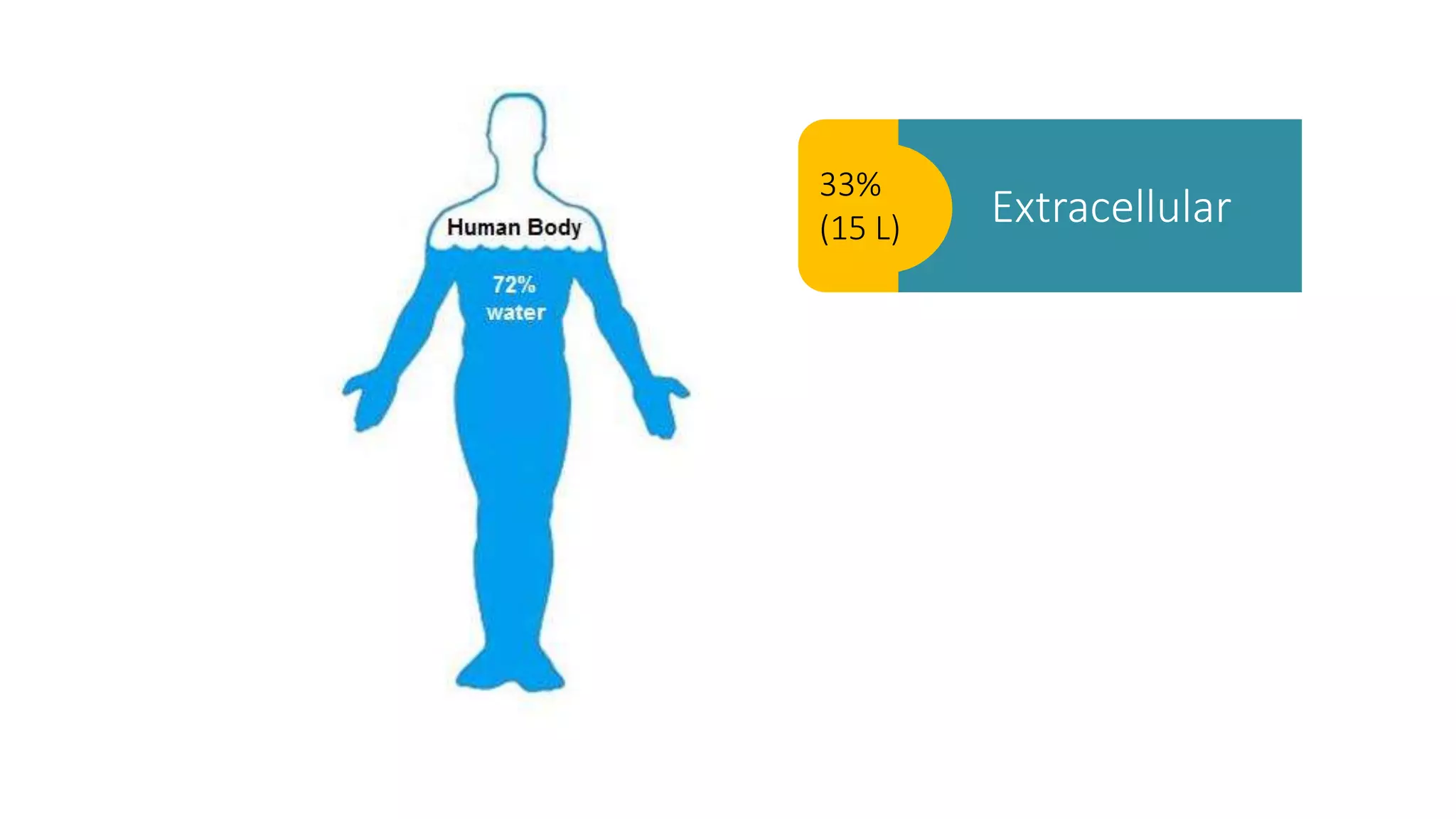 33%
(15 L) Extracellular
 