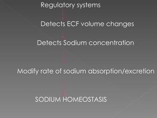 Regulatory systems Detects ECF volume changes Detects Sodium concentration Modify rate of sodium absorption/excretion SODIUM HOMEOSTASIS 