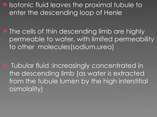 Isotonic fluid leaves the proximal tubule to enter the descending loop of Henle The cells of thin descending limb are highly permeable to water, with limited permeability to other  molecules(sodium,urea)  Tubular fluid :increasingly concentrated in the descending limb (as water is extracted from the tubule lumen by the high interstitial osmolality)  