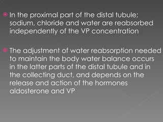 In the proximal part of the distal tubule; sodium, chloride and water are reabsorbed independently of the VP concentration The adjustment of water reabsorption needed to maintain the body water balance occurs in the latter parts of the distal tubule and in the collecting duct, and depends on the release and action of the hormones aldosterone and VP 