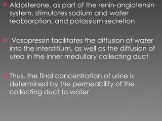 Aldosterone, as part of the renin-angiotensin system, stimulates sodium and water reabsorption, and potassium secretion Vasopressin facilitates the diffusion of water into the interstitium, as well as the diffusion of urea in the inner medullary collecting duct Thus, the final concentration of urine is determined by the permeability of the collecting duct to water 