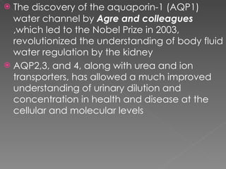 The discovery of the aquaporin-1 (AQP1) water channel by  Agre and colleagues  ,which led to the Nobel Prize in 2003,  revolutionized the understanding of body fluid water regulation by the kidney  AQP2,3, and 4, along with urea and ion transporters, has allowed a much improved understanding of urinary dilution and concentration in health and disease at the cellular and molecular levels 