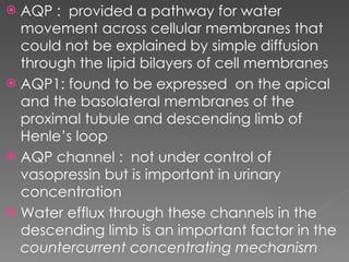 AQP :  provided a pathway for water movement across cellular membranes that could not be explained by simple diffusion through the lipid bilayers of cell membranes AQP1: found to be expressed  on the apical and the basolateral membranes of the proximal tubule and descending limb of Henle’s loop  AQP channel :  not under control of vasopressin but is important in urinary  concentration  Water efflux through these channels in the descending limb is an important factor in the  countercurrent concentrating mechanism 