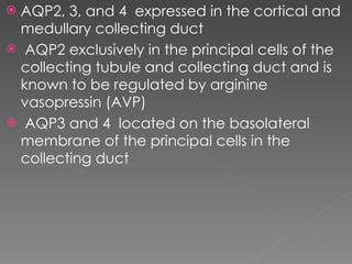 AQP2, 3, and 4  expressed in the cortical and medullary collecting duct AQP2 exclusively in the principal cells of the collecting tubule and collecting duct and is known to be regulated by arginine vasopressin (AVP) AQP3 and 4  located on the basolateral membrane of the principal cells in the collecting duct 