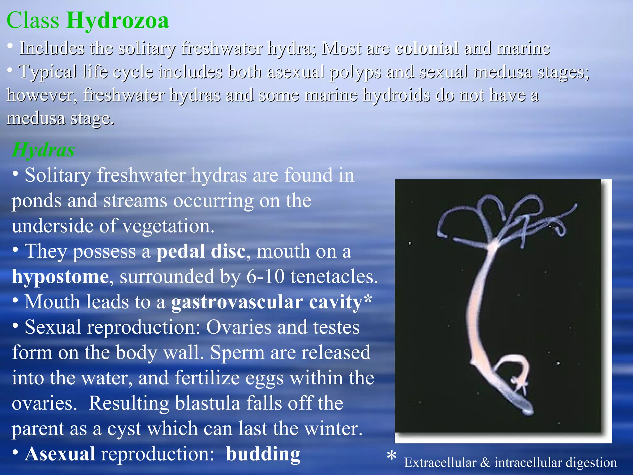 Class  Hydrozoa   Includes the solitary freshwater hydra; Most are  colonial  and marine  Typical life cycle includes both asexual polyps and sexual medusa stages; however, freshwater hydras and some marine hydroids do not have a medusa stage. Hydras Solitary freshwater hydras are found in ponds and streams occurring on the underside of vegetation. They possess a  pedal disc , mouth on a  hypostome , surrounded by 6-10 tenetacles. Mouth leads to a  gastrovascular cavity*   Sexual reproduction: Ovaries and testes form on the body wall. Sperm are released into the water, and fertilize eggs within the ovaries.  Resulting blastula falls off the parent as a cyst which can last the winter. Asexual  reproduction:  budding *  Extracellular & intracellular digestion 