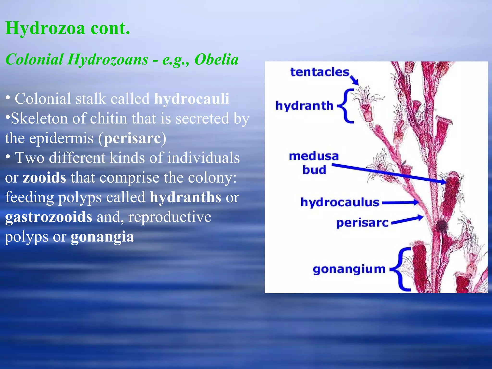 Hydrozoa cont. Colonial Hydrozoans - e.g., Obelia Colonial stalk called  hydrocauli Skeleton of chitin that is secreted by the epidermis ( perisarc ) Two different kinds of individuals or  zooids  that comprise the colony: feeding polyps called  hydranths  or  gastrozooids  and, reproductive polyps or  gonangia 