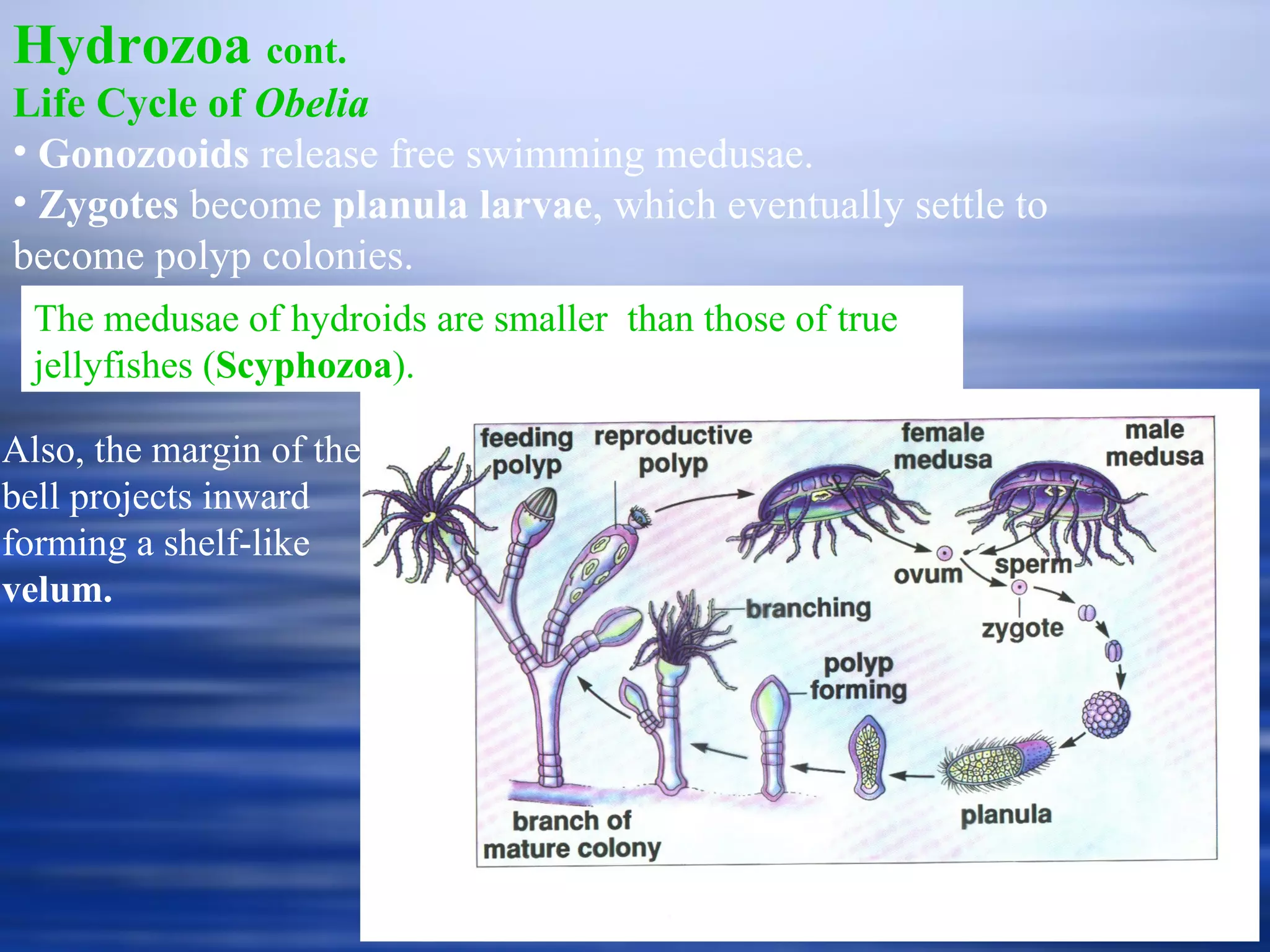Hydrozoa  cont. Life Cycle of  Obelia Gonozooids  release free swimming medusae. Zygotes  become  planula larvae , which eventually settle to become polyp colonies. Also, the margin of the bell projects inward forming a shelf-like  velum. The medusae of hydroids are smaller  than those of true jellyfishes ( Scyphozoa ). 