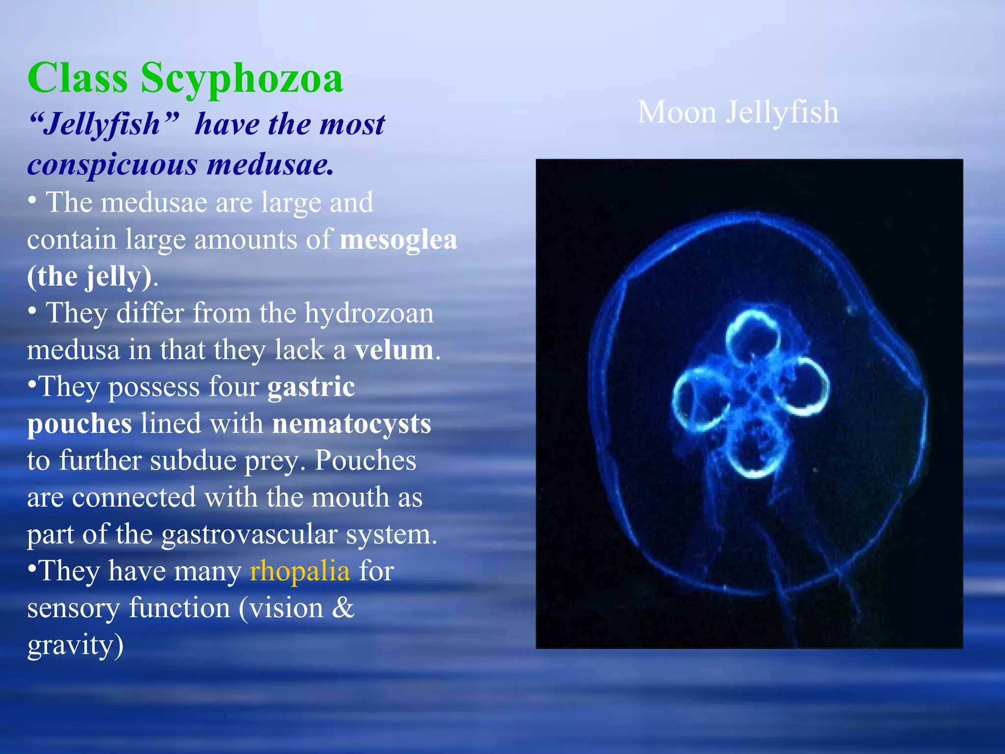 Class Scyphozoa “ Jellyfish”  have the most conspicuous medusae. The medusae are large and contain large amounts of  mesoglea (the jelly) . They differ from the hydrozoan medusa in that they lack a  velum . They possess four  gastric pouches  lined with  nematocysts  to further subdue prey. Pouches are connected with the mouth as part of the gastrovascular system. They have many  rhopalia  for sensory function (vision & gravity) Moon Jellyfish 