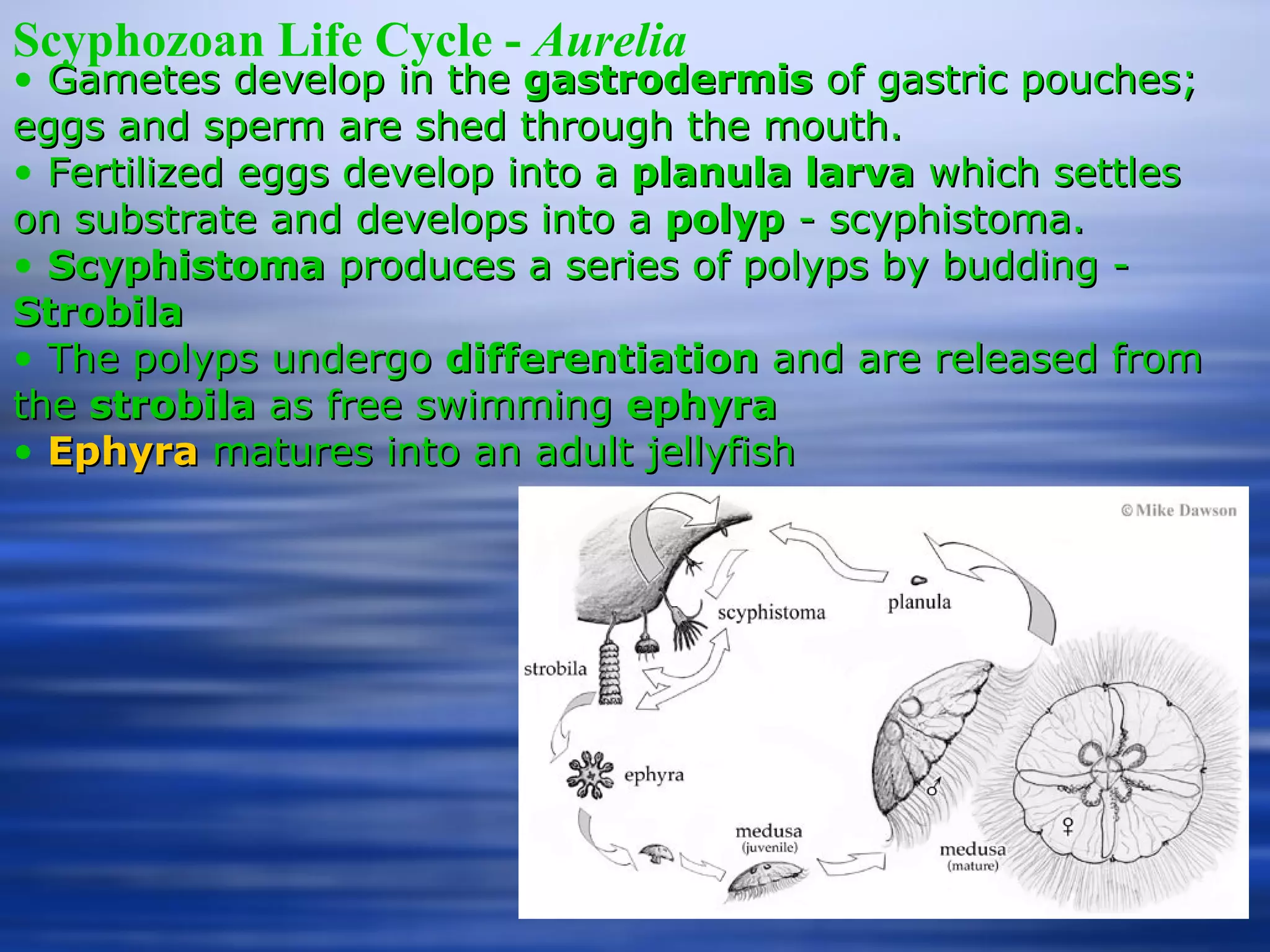 Scyphozoan Life Cycle -  Aurelia Gametes develop in the  gastrodermis  of gastric pouches; eggs and sperm are shed through the mouth. Fertilized eggs develop into a  planula larva  which settles on substrate and develops into a  polyp  - scyphistoma. Scyphistoma  produces a series of polyps by budding -  Strobila The polyps undergo  differentiation  and are released from the  strobila  as free swimming  ephyra Ephyra   matures into an adult jellyfish 
